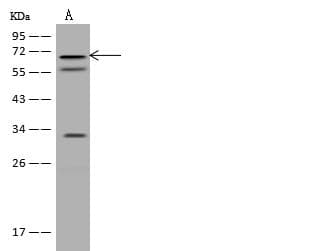 CD105 Antibody (Preservative Free)