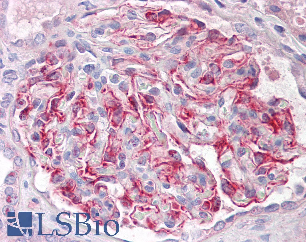 IHC-plus™ FGF18 Antibody (aa151-200)