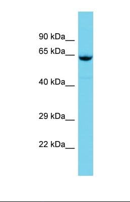 GBP5 Antibody (aa142-191)