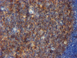 Monoclonal Mouse anti-Human CD80 Antibody (clone OTI3F1, IHC, WB)