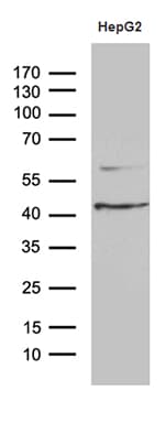 APOL1 / Apolipoprotein L Antibody (aa28-339, clone OTI3D9)