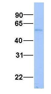 Polyclonal Rabbit anti-Human Aspartate Aminotransferase Antibody (N-Terminus, WB)