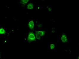 Basigin / Emmprin / CD147 Antibody (clone OTI4D3)