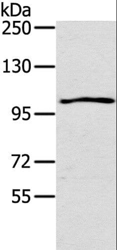 IHC-plus™ IL17RA Antibody