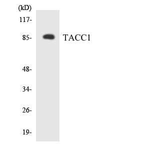 TACC1 Antibody (aa41-90)