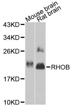 RHOB Antibody