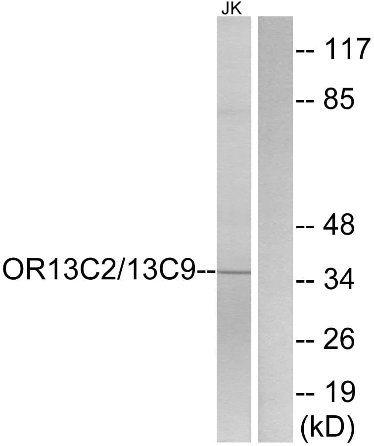 Polyclonal Rabbit anti-Human OR13C2+9 Antibody (C-Terminus, WB)