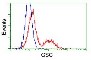 GSC / Goosecoid Antibody (aa107-257, clone OTI1D7, Carrier-free)