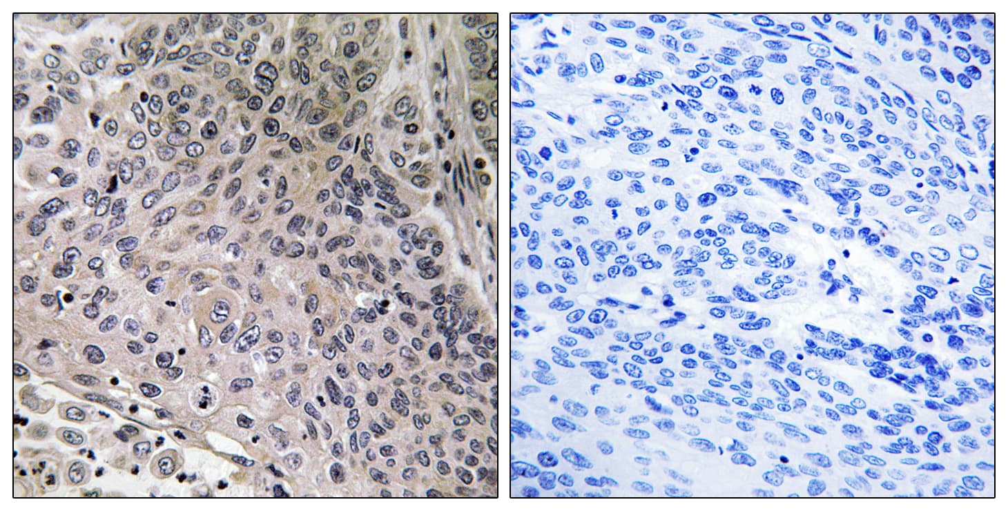 PTGES3 / p23 Antibody (aa79-128)