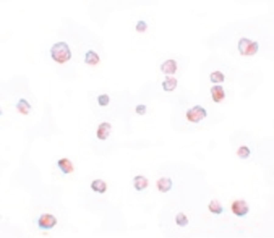 IHC-plus™ Polyclonal Rabbit anti-Human SCRN2 / Ses2 Antibody (IHC, IF, WB)