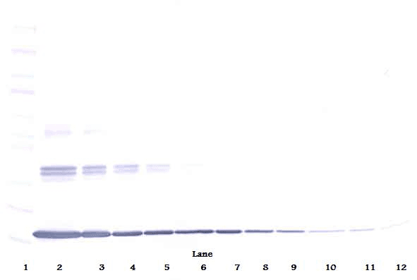TNF Alpha Antibody