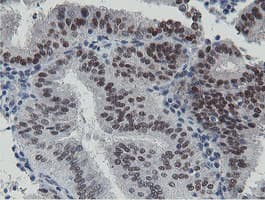 TASP / LANCL2 Antibody (aa212-450, clone OTI1C5)
