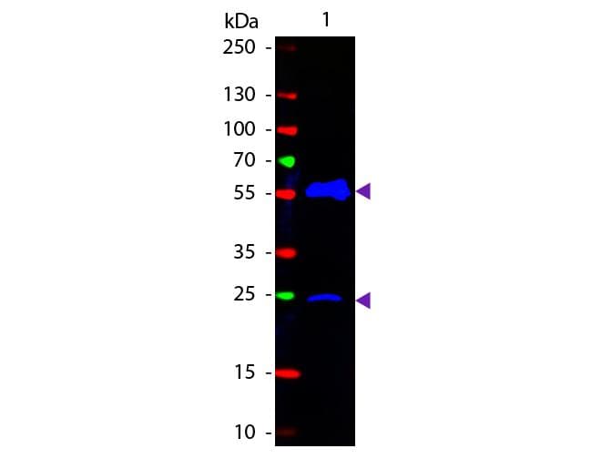 Polyclonal Goat Anti-Armenian Hamster IgG Secondary Antibody (FITC, IF, WB)