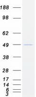 Human RCN3 Protein (Recombinant Myc-DDK (Flag))