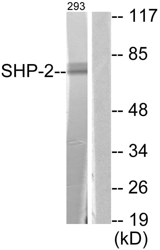 PTPN11 / SHP-2 / NS1 Antibody (aa546-595)