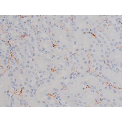 Polyclonal Rabbit anti-Human HSP90AB1 / HSP90 Alpha B1 Antibody (phospho-Ser254, IHC, IF, WB)