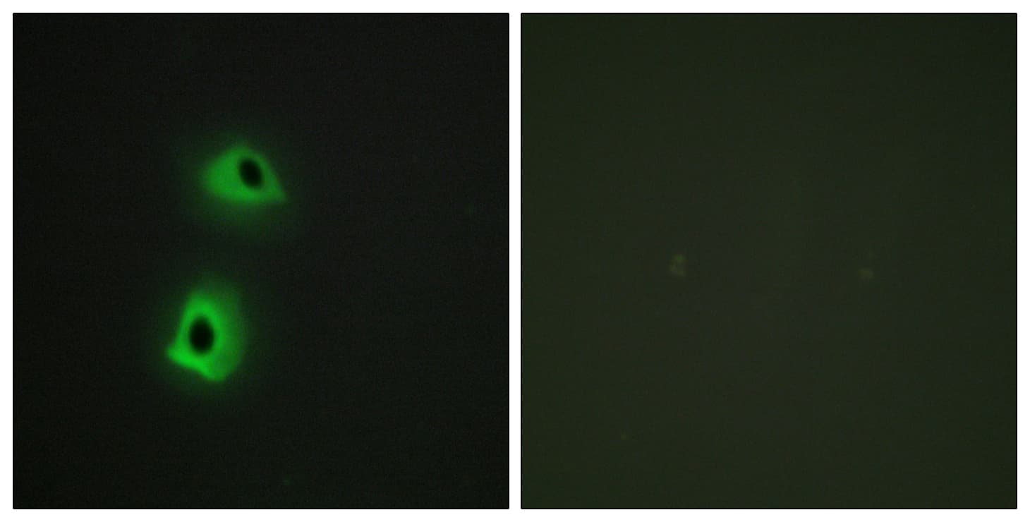IHC-plus™ TRAF3IP3 Antibody (aa251-300)