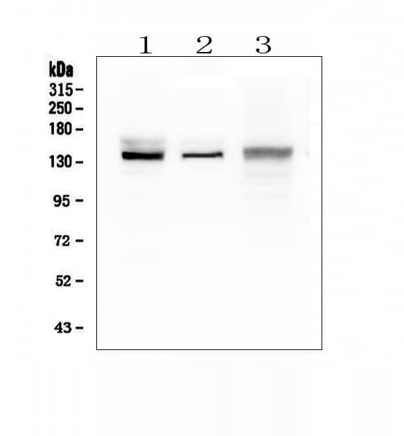 CP / Ceruloplasmin Antibody (aa20-258)