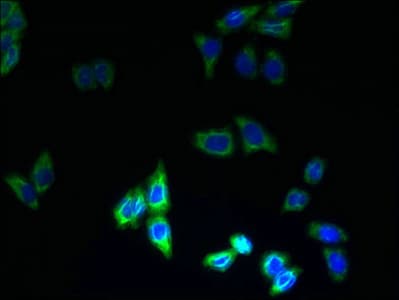 PQLC3 Antibody