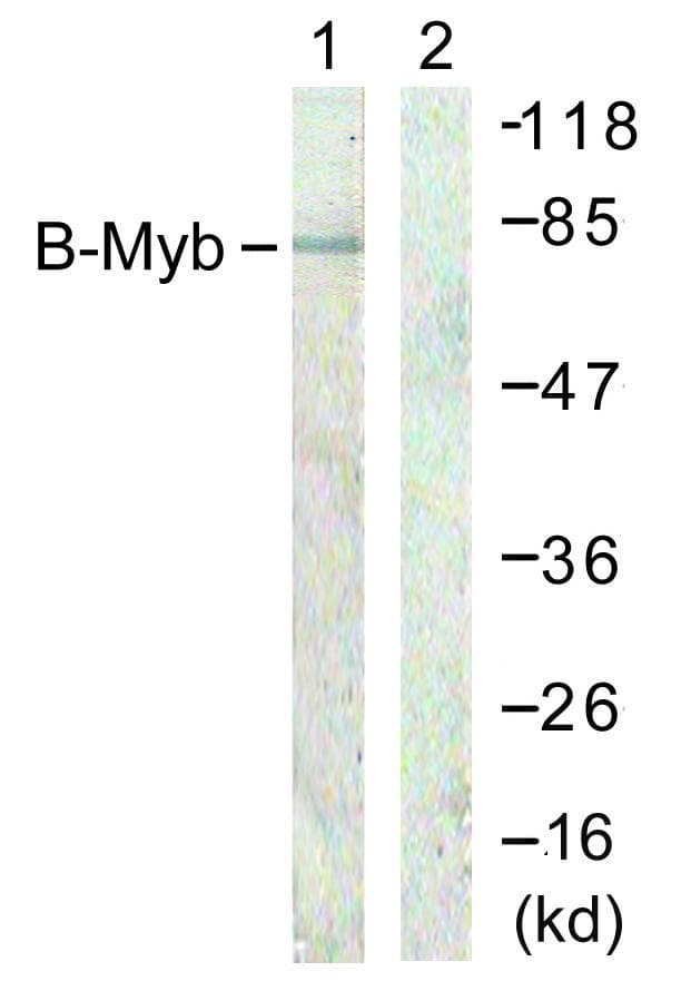 Polyclonal Rabbit anti-Human MYBL2 Antibody (p577/581, IF, WB)