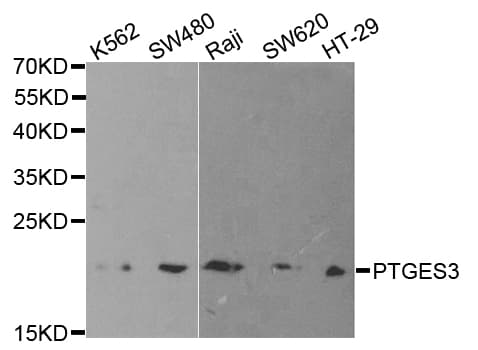 Polyclonal Rabbit anti-Human PTGES3 / p23 Antibody (IHC, IF, WB)
