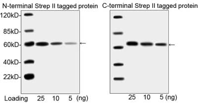 Monoclonal Mouse Streptavidin Antibody (clone 5A9F9, HRP, WB)