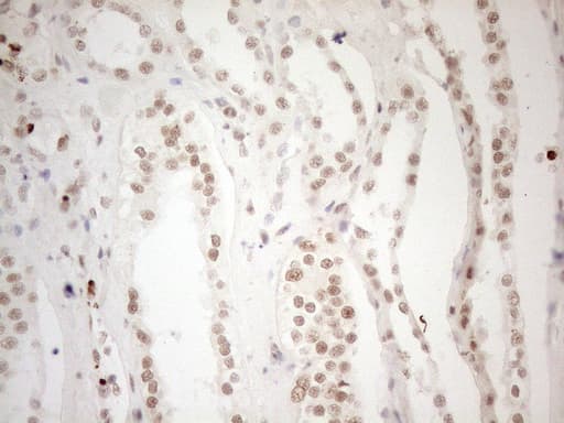 WTAP Antibody (aa2-106, clone OTI12G7, Carrier-free)