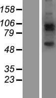 JAKMIP2 Protein (Over-Expression Lysate Myc-DDK (Flag))