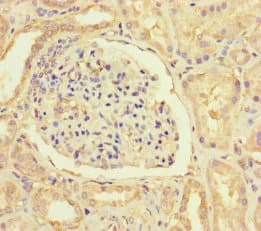 HIF1AN Antibody