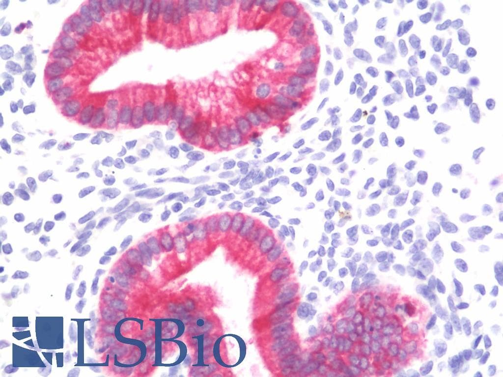 PathPlus™ Monoclonal Mouse anti-Human EMA / MUC1 Antibody (clone VU-4H5, IHC, WB)