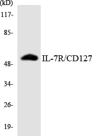 IL7R / CD127 Antibody (aa396-445)