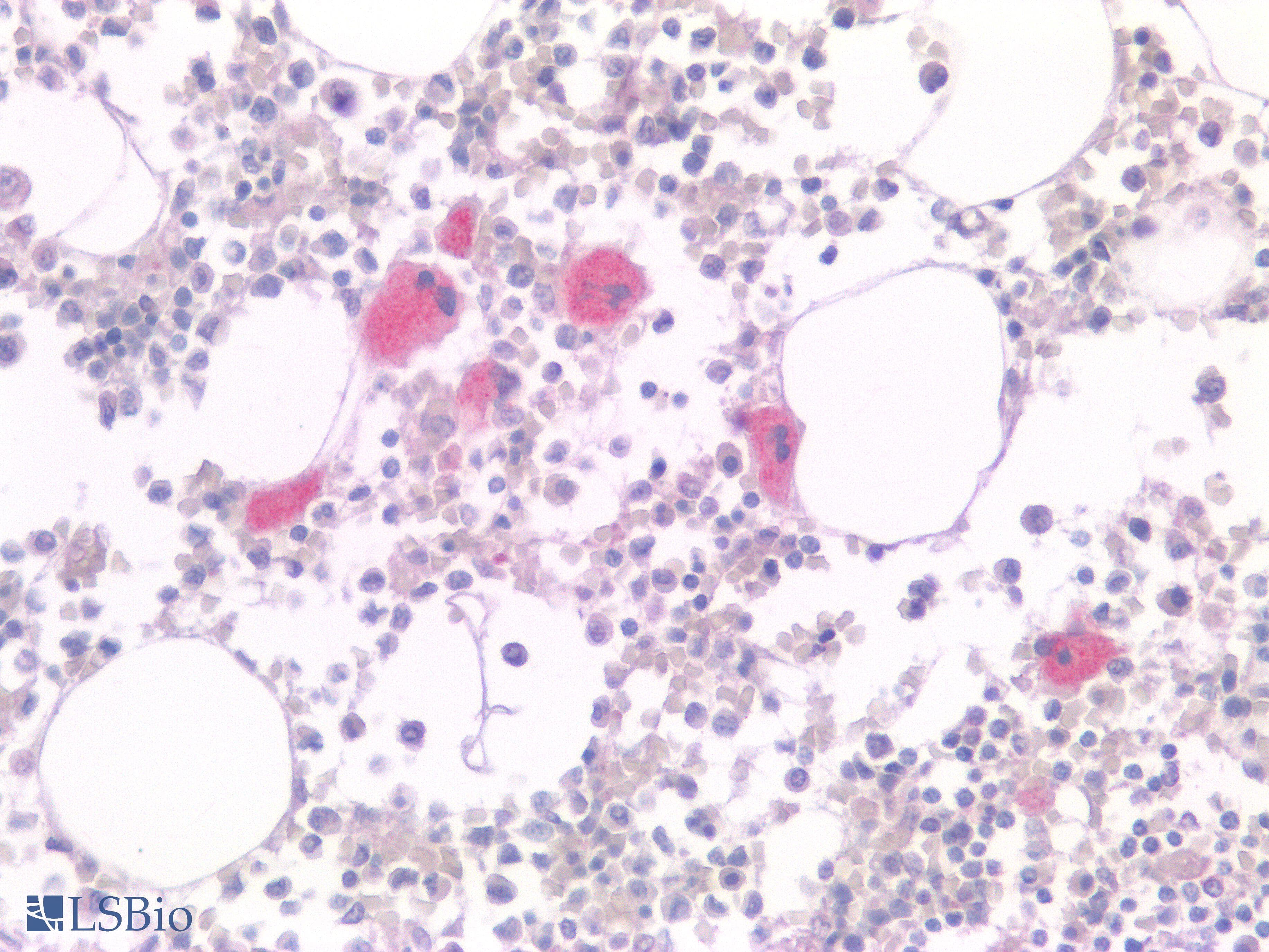 PathPlus™ TGFB1 / TGF Beta 1 Antibody