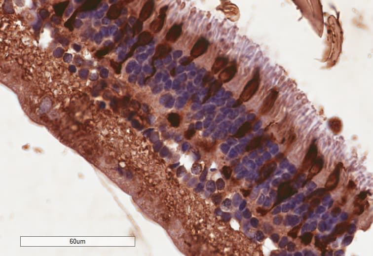 ARR3 / Cone Arrestin Antibody (aa370-381)