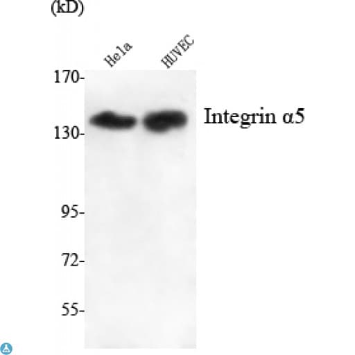 ITGA5/Integrin Alpha 5/CD49e Antibody