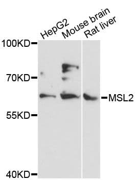 MSL2 Antibody