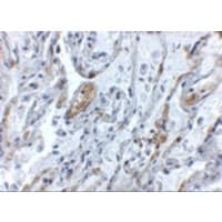 TNFAIP3 / A20 Antibody