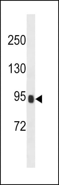 PRSS36 Antibody (aa288-317)