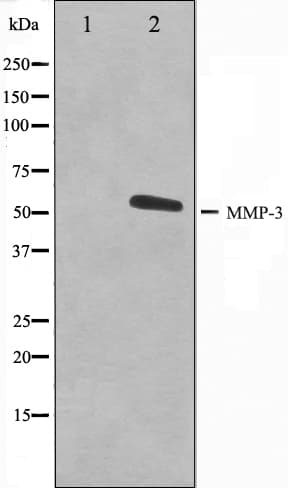 MMP3 Antibody