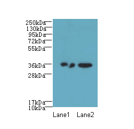 RPRD1A Antibody