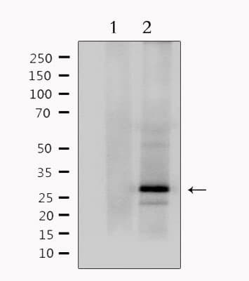 MOG Antibody