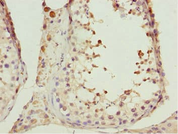 CIAO1 Antibody