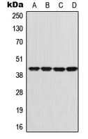 GNAI1 / Gi Antibody (Internal)