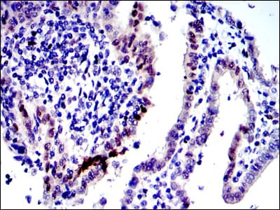 JUN / c-Jun Antibody (clone 5B1)
