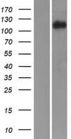 ITGA3 / CD49c Protein (Over-Expression Lysate Myc-DDK (Flag))
