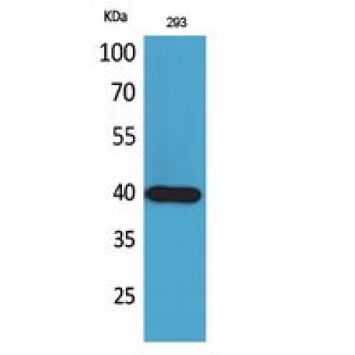 GPR44 / CRTH2 Antibody (151-200 aa, Internal)
