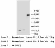 IL-1B / IL-1 Beta Antibody (aa249-269)