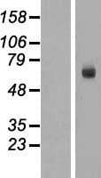 BASP1 Protein (Over-Expression Lysate Myc-DDK (Flag))