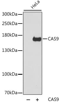 Streptococcus pyogenes CRISPR-associated endonuclease Cas9/Csn1 Antibody