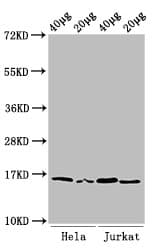 HIST1H3A Antibody