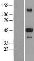 STK25 Protein (Over-Expression Lysate Myc-DDK (Flag))